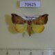 70625p Noctuidae Marcipa callaxantha Madagascar $6