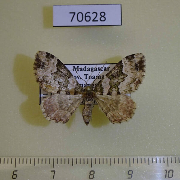 Geometridae Mimoclystia rhodopnoa Madagascar
