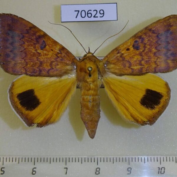 Noctuidae Achaea euryplaga f Madagascar