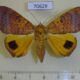 70629p Noctuidae Achaea euryplaga f Madagascar $20