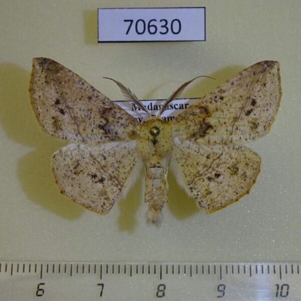 Geometridae Psilocerea tristigma Madagascar