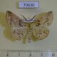 70630p Geometridae Psilocerea tristigma Madagascar $8