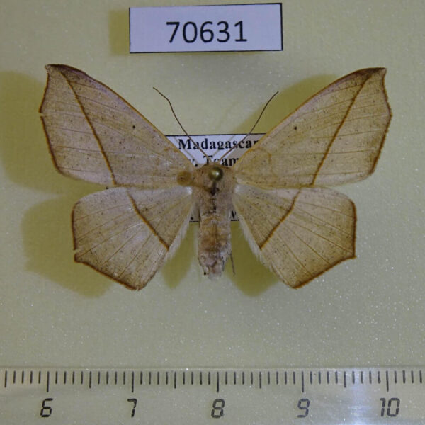 Geometridae Psilocerea harmonia f Madagascar
