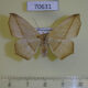 70631p Geometridae Psilocerea harmonia f Madagascar $12