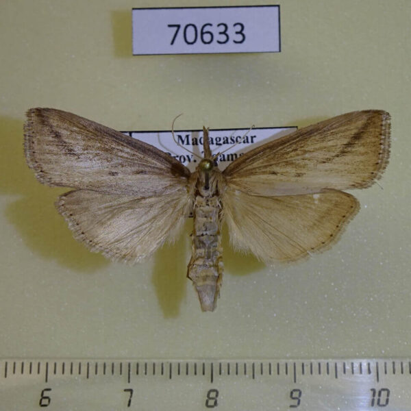 Moth sp. Madagascar