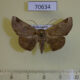 70634p Noctuidae Mecodinops anceps Madagascar $7