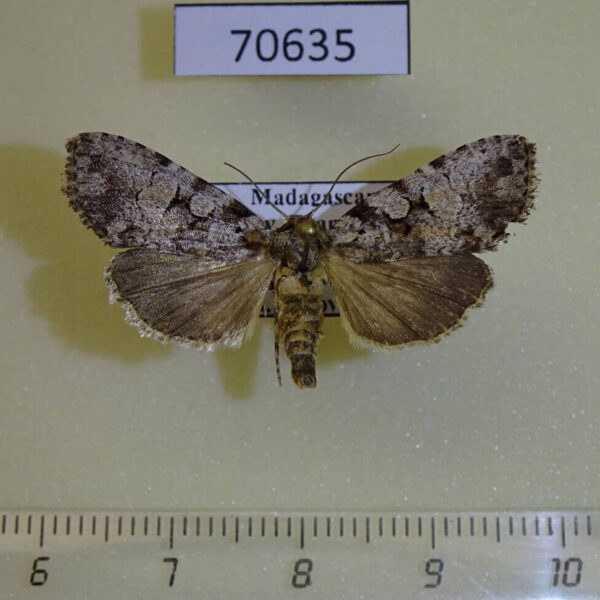 Noctuidae Kenrickodes griseata Madagascar