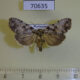 70635p Noctuidae Kenrickodes griseata Madagascar $9
