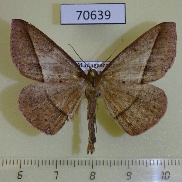 Geometridae Conolophia puengeleri Madagascar