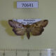 70641p Euteliidae Gyrtona malgassica Madagascar $8