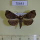 70643p Noctuidae Caryonopera malgassica Madagascar $9