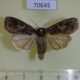 70645p Noctuidae Spodoptera malagasy Madagascar $8