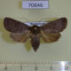 70646p Noctuidae Athetis gibeauxi f Madagascar $10