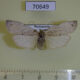 70649p Arctiidae Eilema homochroma f Madagascar $10