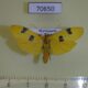 70650p Arctiidae Eilema griveaudi Madagascar $12