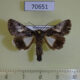 70651p Noctuidae Aedia sp. discistriga Madagascar $7