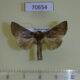 70654p Noctuidae Thysanoplusia aspila Madagascar $5