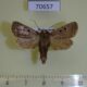 70657p Noctuidae Athetis denisi Madagascar $8