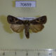 70659p Noctuidae Spodoptera malagasy Madagascar $7
