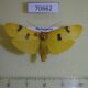 70662p Arctiidae Eilema griveaudi Madagascar $12