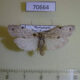 70664p Arctiidae Eilema homochroma Madagascar $9
