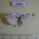 70665p Arctiidae Eilema vicinula Madagascar $10