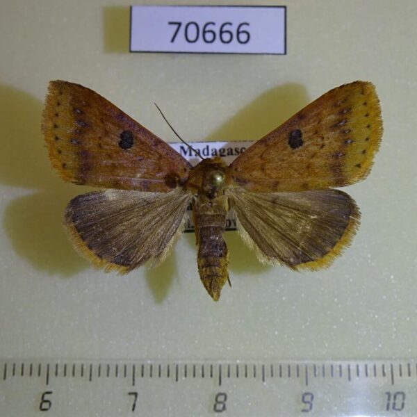 Noctuidae Plecoptera fletcherana Madagascar