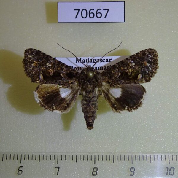 Noctuidae Ecpatia dulcistriga Madagascar