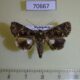 70667p Noctuidae Ecpatia dulcistriga Madagascar $7