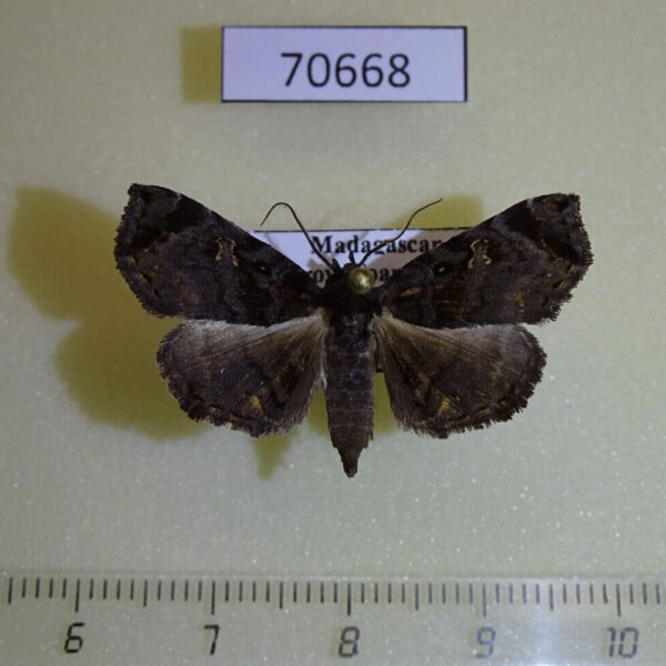 Noctuidae Caryonopera malgassica Madagascar