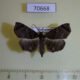 70668p Noctuidae Caryonopera malgassica Madagascar $9