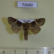 70680p Notodontiidae Eurystauridia sp. olivacea Uganda $7