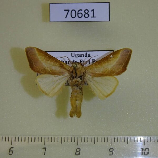 Notodontiidae Peratodonta sp. Uganda