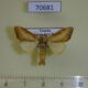 70681p Notodontiidae Peratodonta sp. Uganda $10