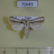 70683p Cossidae Azygophleps albovittata Uganda $20
