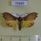 70689p Noctuidae Hondryches problematica Madagascar $9