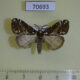 70693p Lymantridae Dasychira punctifera Uganda $8