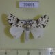70695p Lymantridae Rhypopteryx rhodalipha Uganda $8