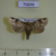 70696p Noctuidae Athetis cryptisirias Madagascar $6