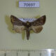 70697p Noctuidae Thysanoplusia aspila Madagascar $8