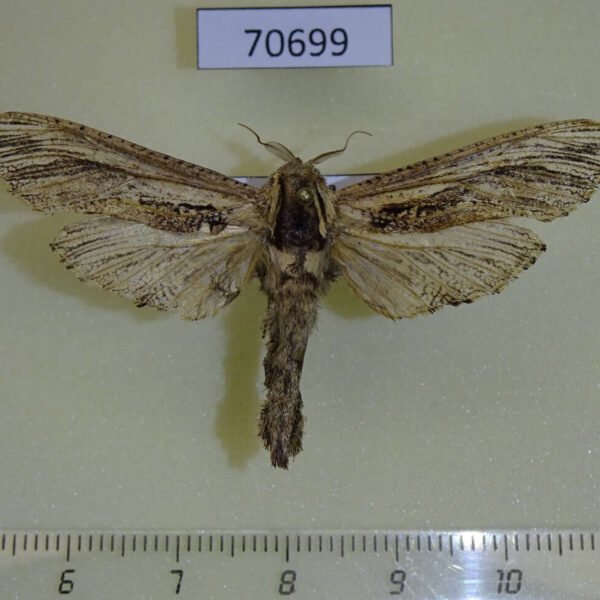 Cossidae Strigocossus ochricosta Uganda
