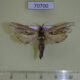 70700p Cossidae Strigocossus ochricosta Uganda $13