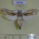 70701p Cossidae Azygophleps inclusa Uganda $25