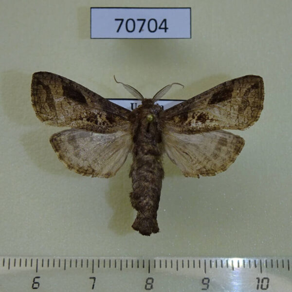 Cossidae Oreocossus kilimanjarensis Uganda