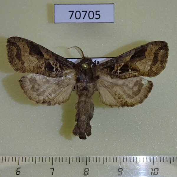 Cossidae Oreocossus kilimanjarensis Uganda