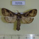 70705p Cossidae Oreocossus kilimanjarensis Uganda $15