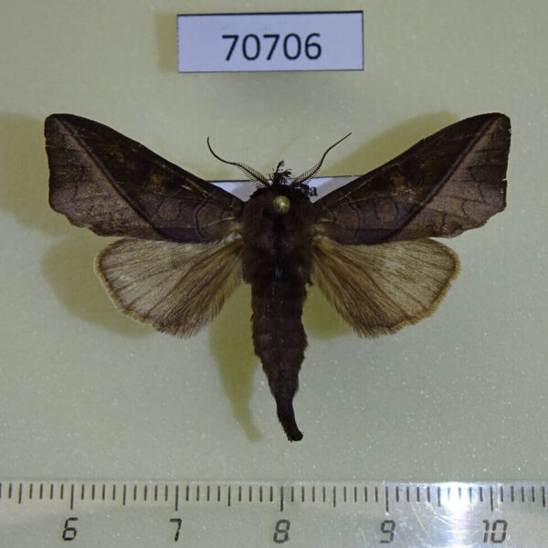 Notodontiidae Peratodonta sp. extensa Uganda