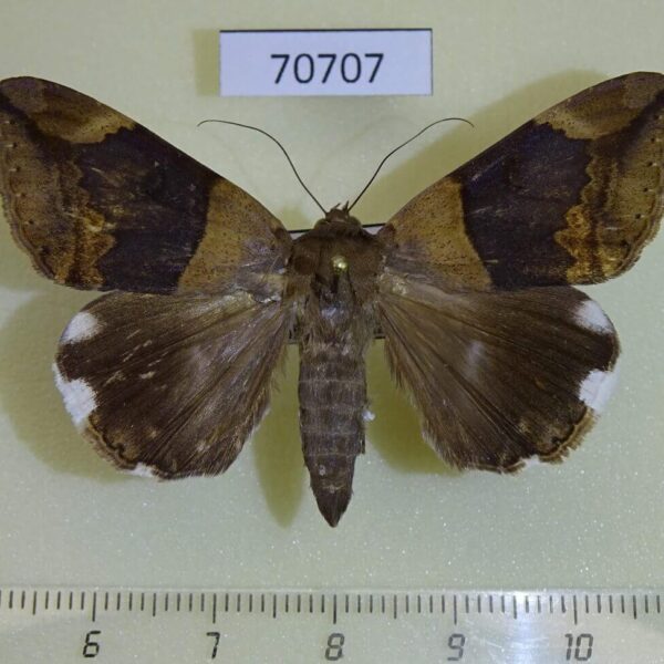 Noctuidae Achaea lienardi Uganda