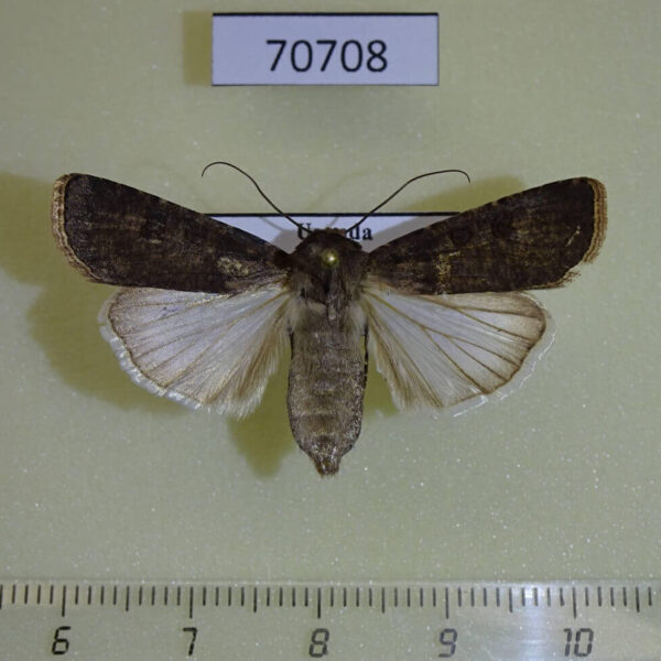 Noctuidae Agrotis segetum f Uganda