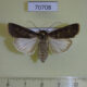 70708p Noctuidae Agrotis segetum f Uganda $8